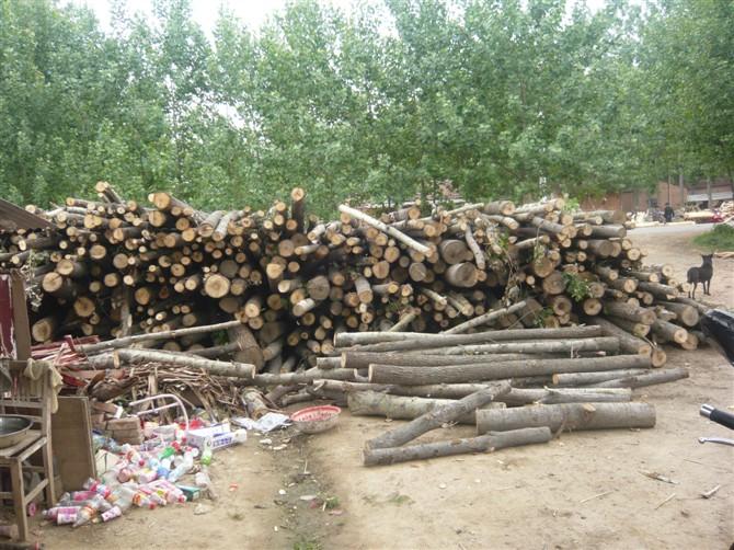 供應(yīng)河南楊木單板河南楊木單板廠家