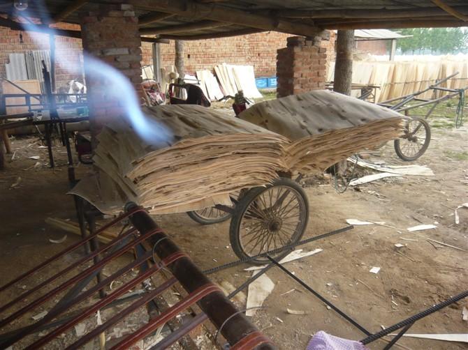 河南楊木圖片/河南楊木樣板圖 (3)