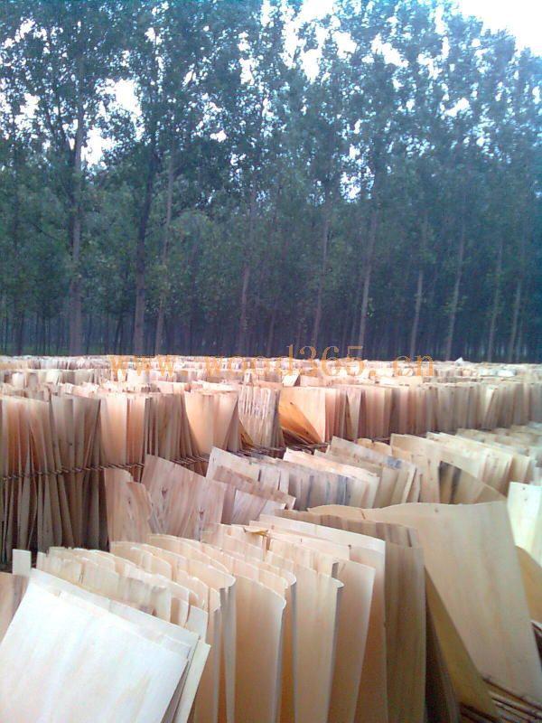 河南楊木單板制作價格圖片