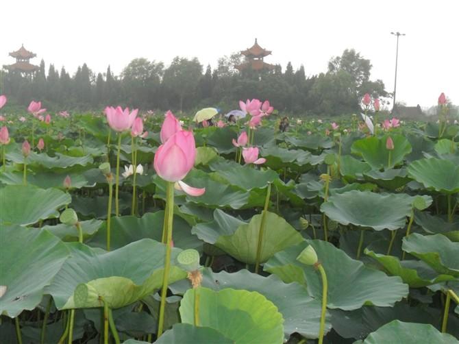 荷花苗种植图片