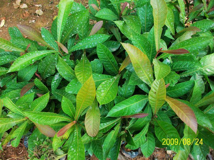綠化苗種植圖片/綠化苗種植樣板圖 (4)