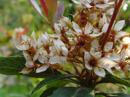 供應(yīng)樟樹苗報價廣州造林苗種植基地