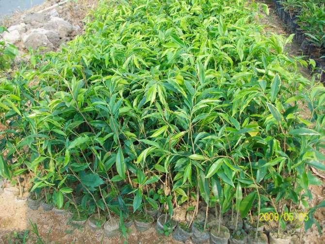 供應(yīng)廣州土沉香苗
