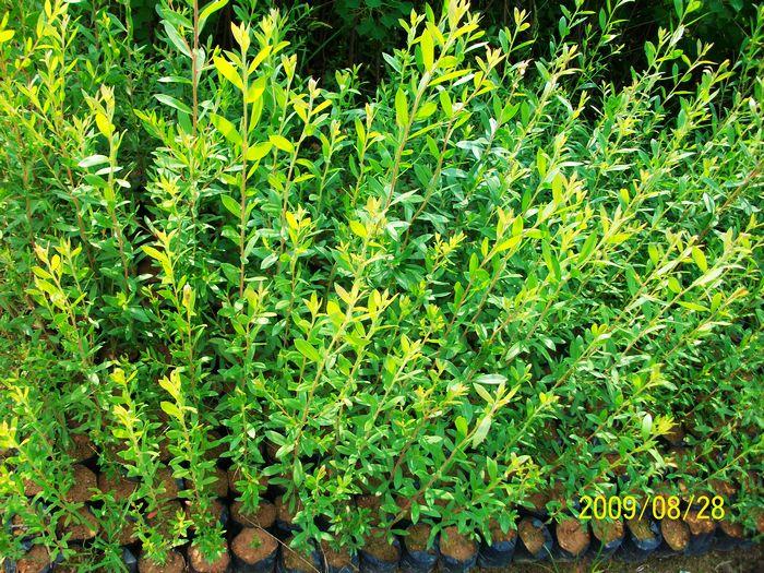 綠化苗種植圖片/綠化苗種植樣板圖 (2)