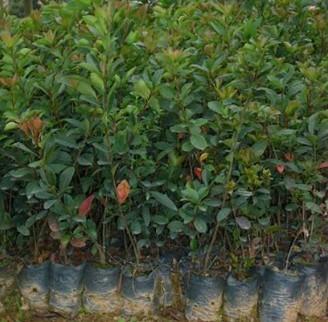 供應(yīng)廣東烏桕苗報(bào)價(jià)  廣州造林苗種植基地