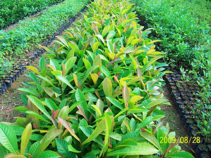 大葉杜英報(bào)價(jià)廣州綠化苗種植基地圖片