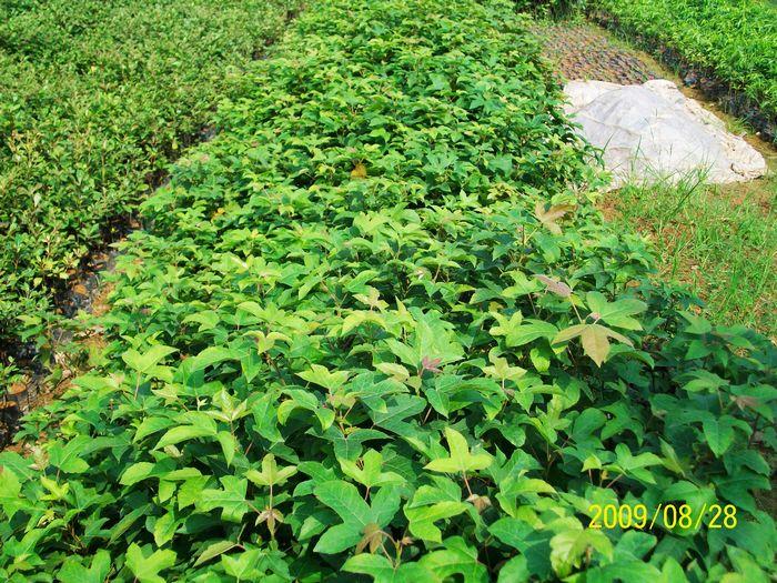 綠化苗種植圖片/綠化苗種植樣板圖 (2)