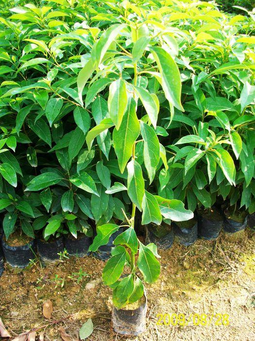 廣州藍(lán)色風(fēng)鈴木圖片