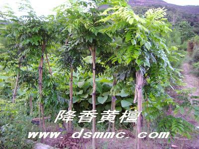 供應(yīng)印度黃檀價(jià)格廣州欖園苗圃報(bào)價(jià)