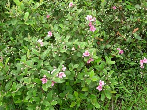 供應(yīng)桃金娘苗報價廣州造林苗種植基地