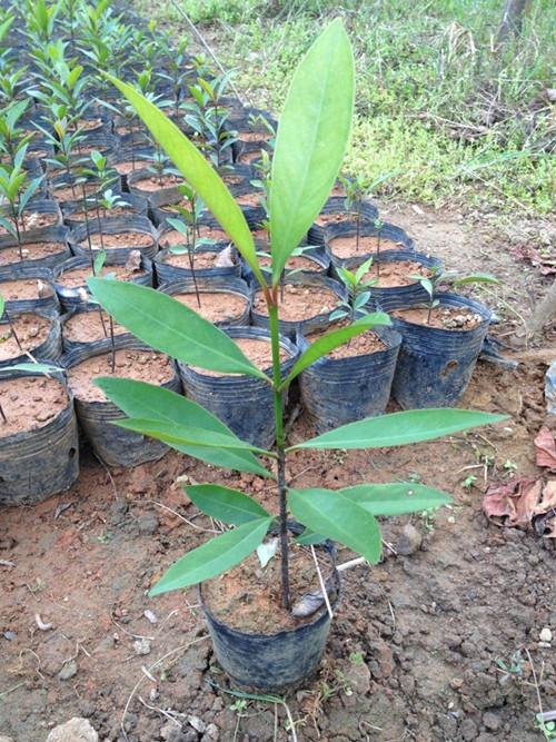 供應(yīng)廣東廣州嶺南山竹子