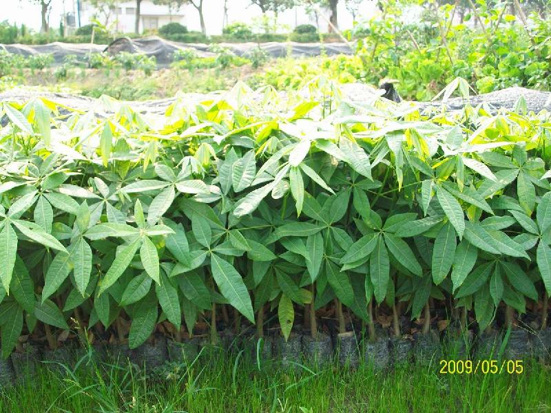 供應(yīng)發(fā)財(cái)樹