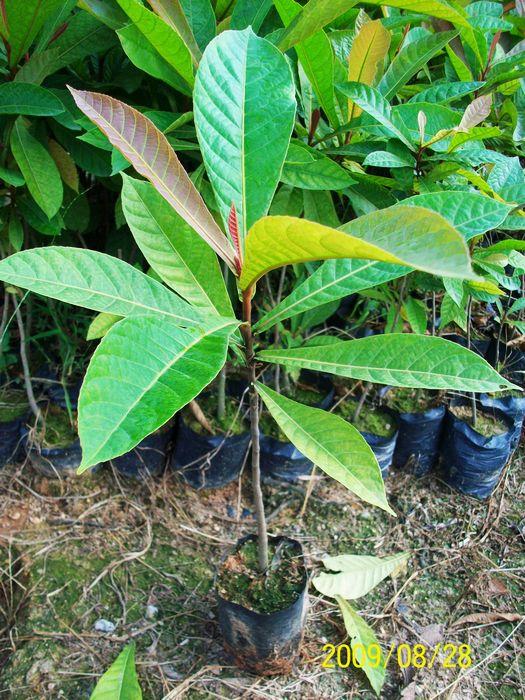 綠化苗種植圖片/綠化苗種植樣板圖 (2)