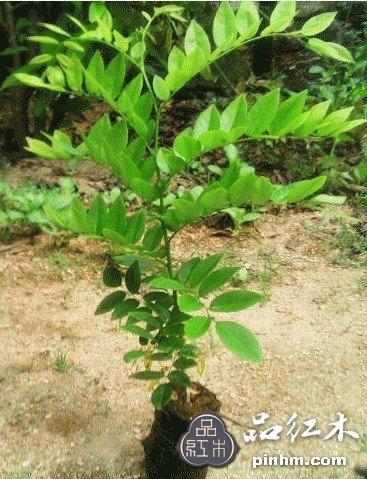 供應(yīng)印度黃檀