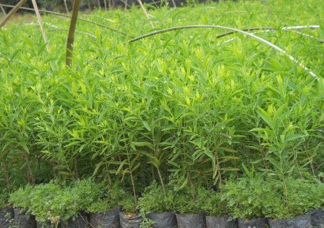 供應(yīng)緬茄價(jià)格廣州欖園苗圃報(bào)價(jià)