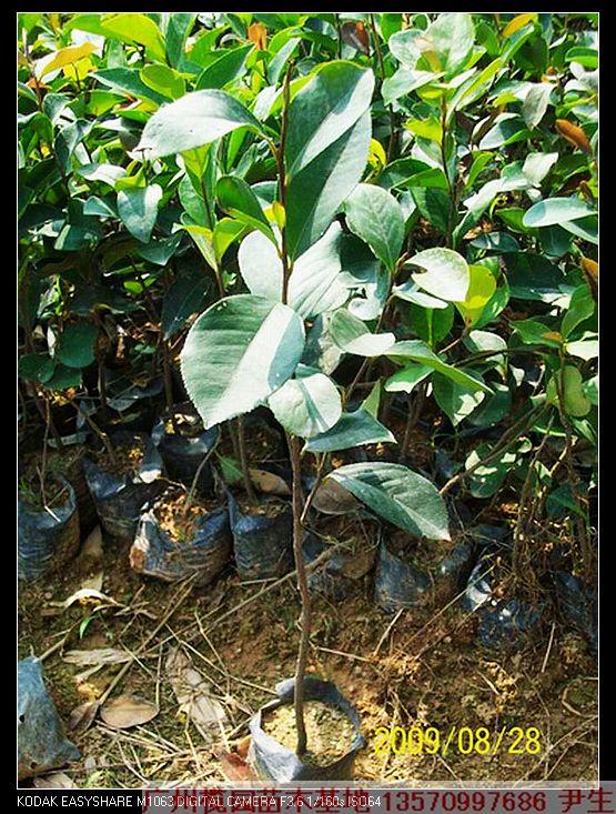 供應(yīng)發(fā)財(cái)樹(shù)苗報(bào)價(jià)廣州造林苗種植基地