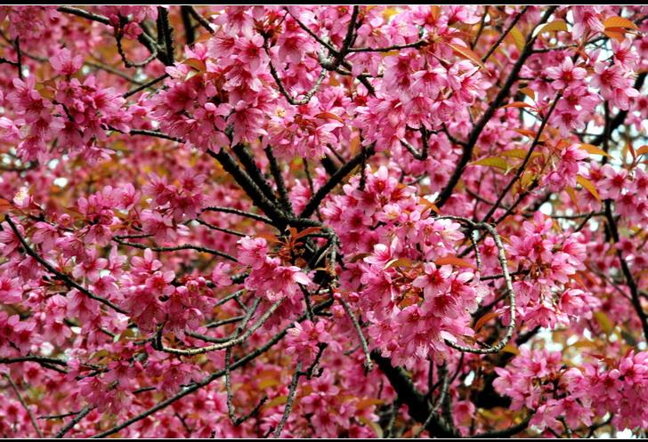 臺灣種櫻花報價廣州綠化苗種植基地圖片