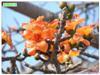 供應紅花木棉報價廣州綠化種苗圃基地