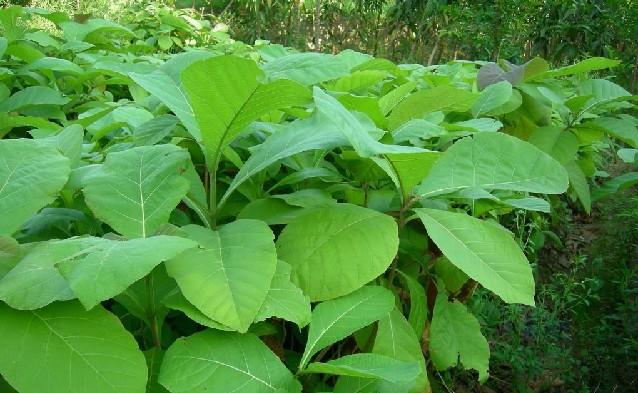 供應(yīng)緬茄價(jià)格廣州欖園苗圃報(bào)價(jià)