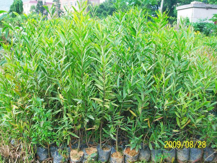 綠化苗種植圖片/綠化苗種植樣板圖 (2)