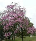 供应紫花风铃木报价广州绿化种苗圃基地