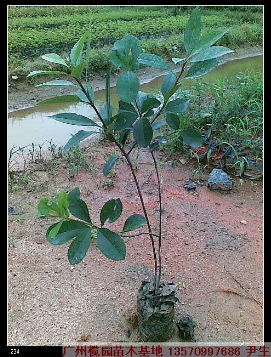 供應(yīng)樟樹苗報價廣州造林苗種植基地