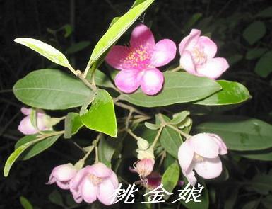 供應(yīng)桃金娘苗報價廣州造林苗種植基地