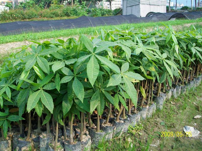 供應(yīng)發(fā)財(cái)樹