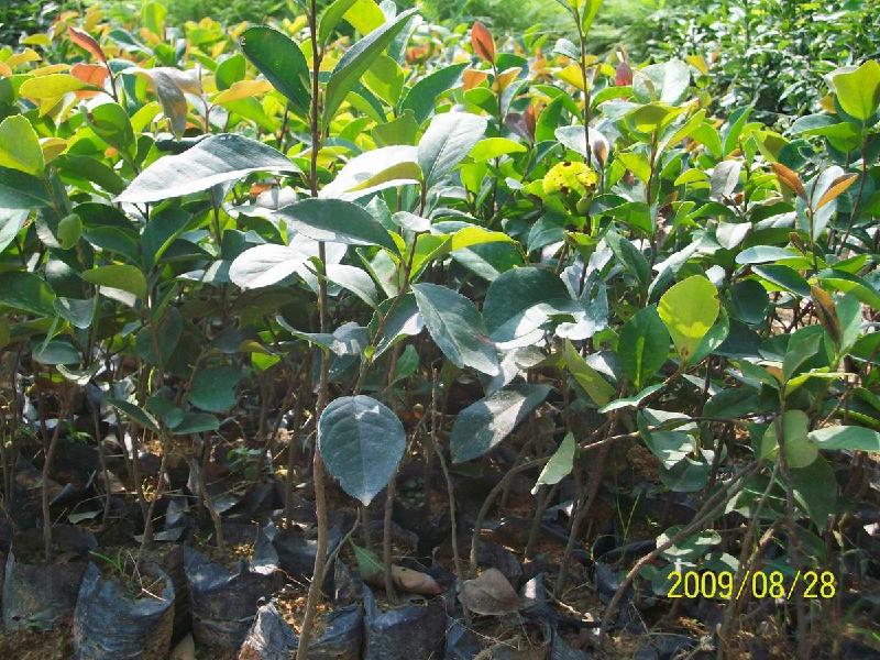 供應(yīng)發(fā)財(cái)樹(shù)苗報(bào)價(jià)廣州造林苗種植基地