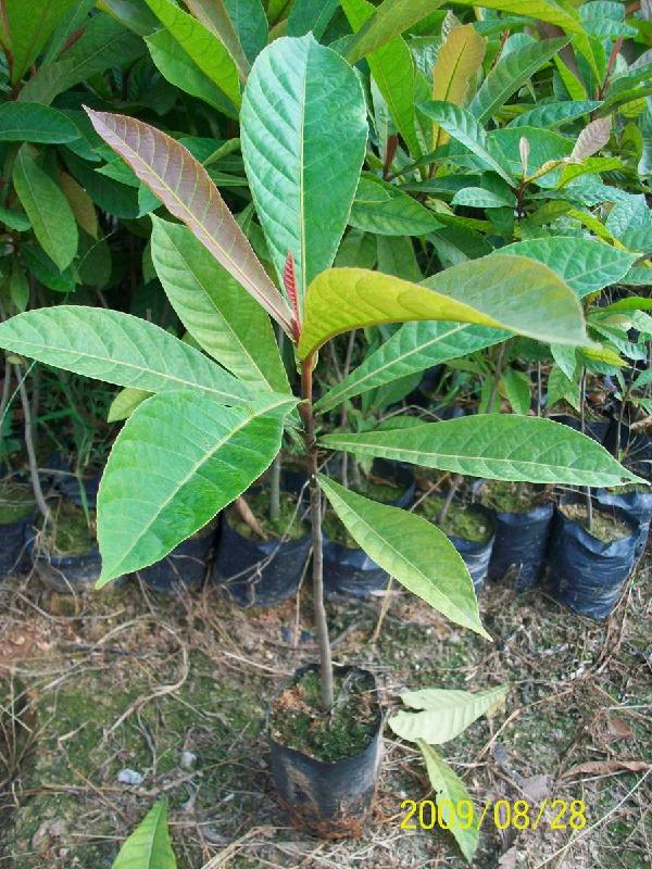 苗種植圖片/苗種植樣板圖 (2)