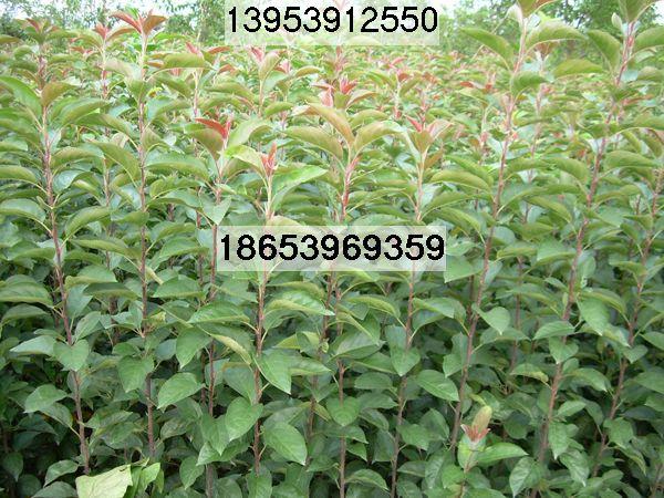 *亞當(dāng)海棠