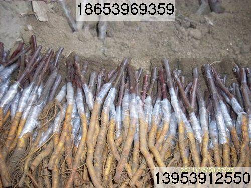 *北美海棠芽苗、北美海棠根接苗、冬紅海棠根接苗