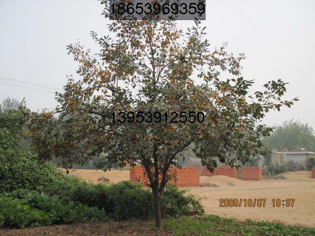 柿子苗圖片/柿子苗樣板圖 (2)