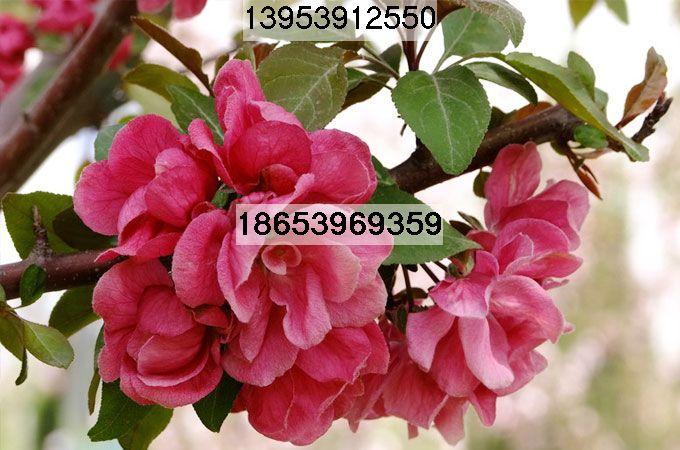 供應(yīng)北美海棠工程樹(shù)