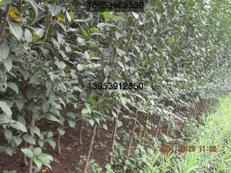 供應(yīng)長壽果樹苗