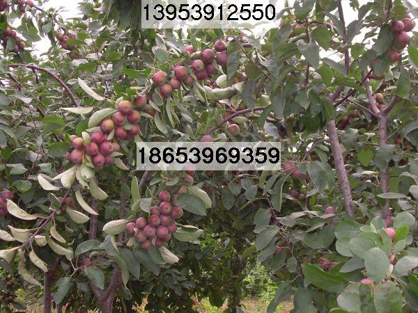 供應(yīng)北美海棠工程樹(shù)