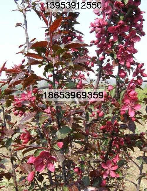 供應(yīng)北美海棠工程樹(shù)