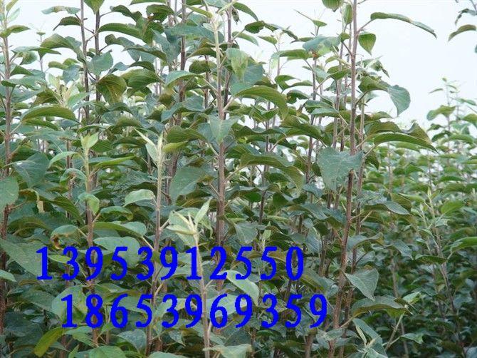 供應(yīng)蘋果苗、山楂苗、杏苗、、柿子苗、核桃苗蘋果苗山楂苗杏苗