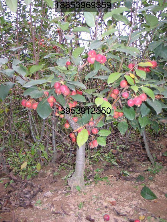 供應(yīng)長壽果樹苗