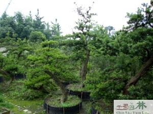 成都市四川成都盆景罗汉松成都工程苗木罗厂家四川成都盆景罗汉松成都工程苗木罗汉松成都罗汉松 工程苗木罗汉松