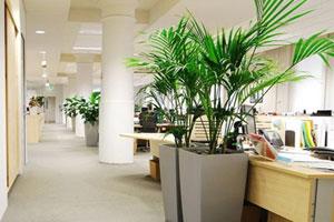 供應(yīng)合肥植物租賃花卉租擺有限公司