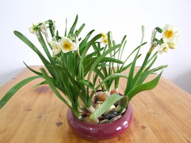 水仙-合肥花卉出租-綠植租擺圖片