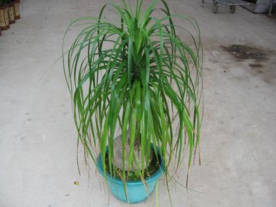 酒瓶蘭-開業(yè)慶典花卉綠植租擺圖片