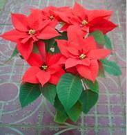 供應(yīng)瑤海區(qū)植物租賃花卉出租銷售養(yǎng)護(hù)