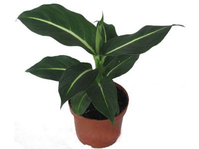 萬年青-合肥綠植租擺-花卉租賃圖片