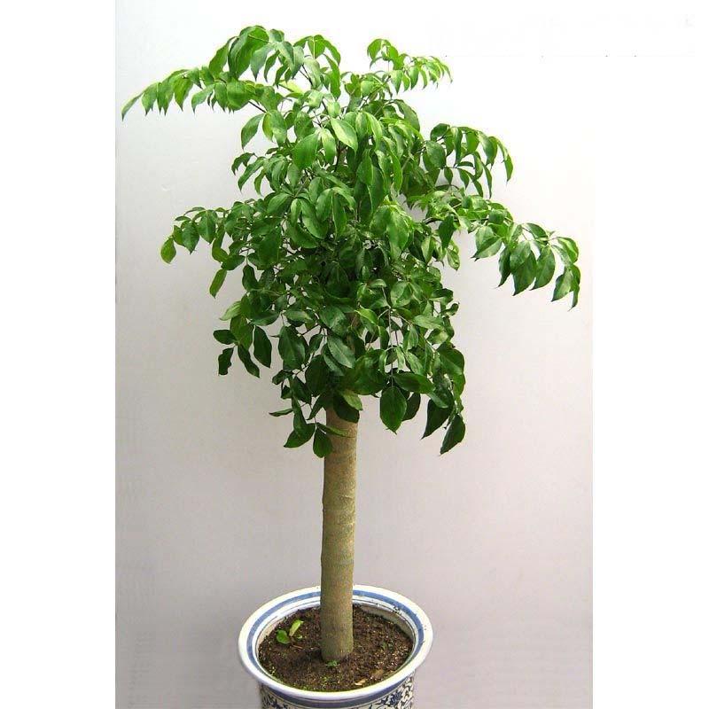 幸福樹/合肥花卉租賃/合肥綠植租擺/銷售/養(yǎng)護幸福樹-合肥花卉租賃