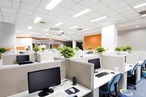 幸福樹/合肥花卉租賃/合肥綠植租擺/銷售/養(yǎng)護幸福樹-合肥花卉租賃