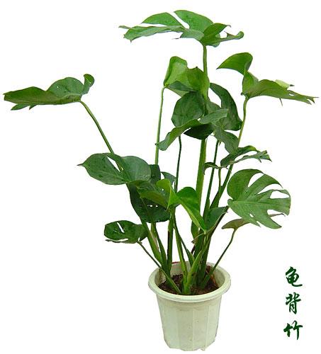 龟背竹/合肥花卉绿植物租赁/合肥花卉绿销售/养护图片