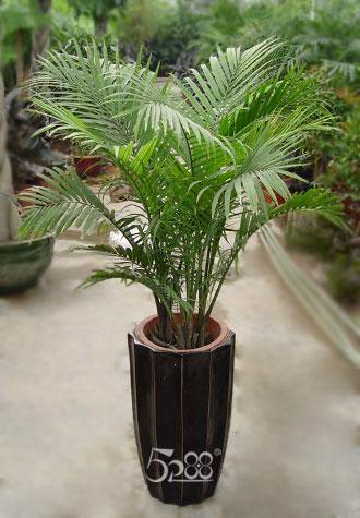 合肥植物出租-合肥植物租擺圖片