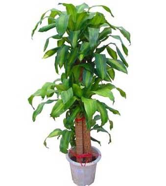 供應(yīng)花卉租賃價格*的公司